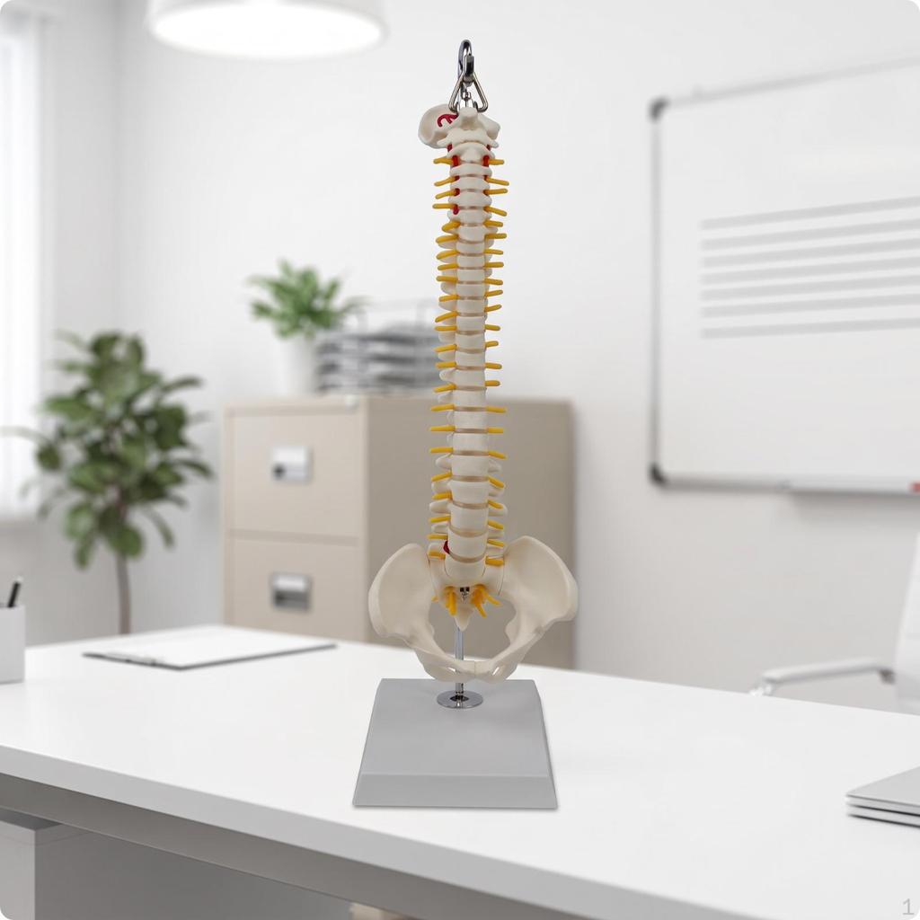 Human Spine Model with Base | PVC Construction, Anatomically Accurate, Skeletal