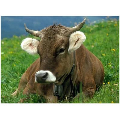5D Diy Cross Stitch Diamond Painting Diamond Embroidery Crafts Wedding Decoration Farm Cow Sticker