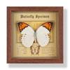 Real butterfly specimen photo frame, decorative painting, 3D ornament, handmade DIY, birthday gift, insect specimen