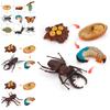 Butterfly Life Cycle Model Pvc Educational Toy For Science Learning