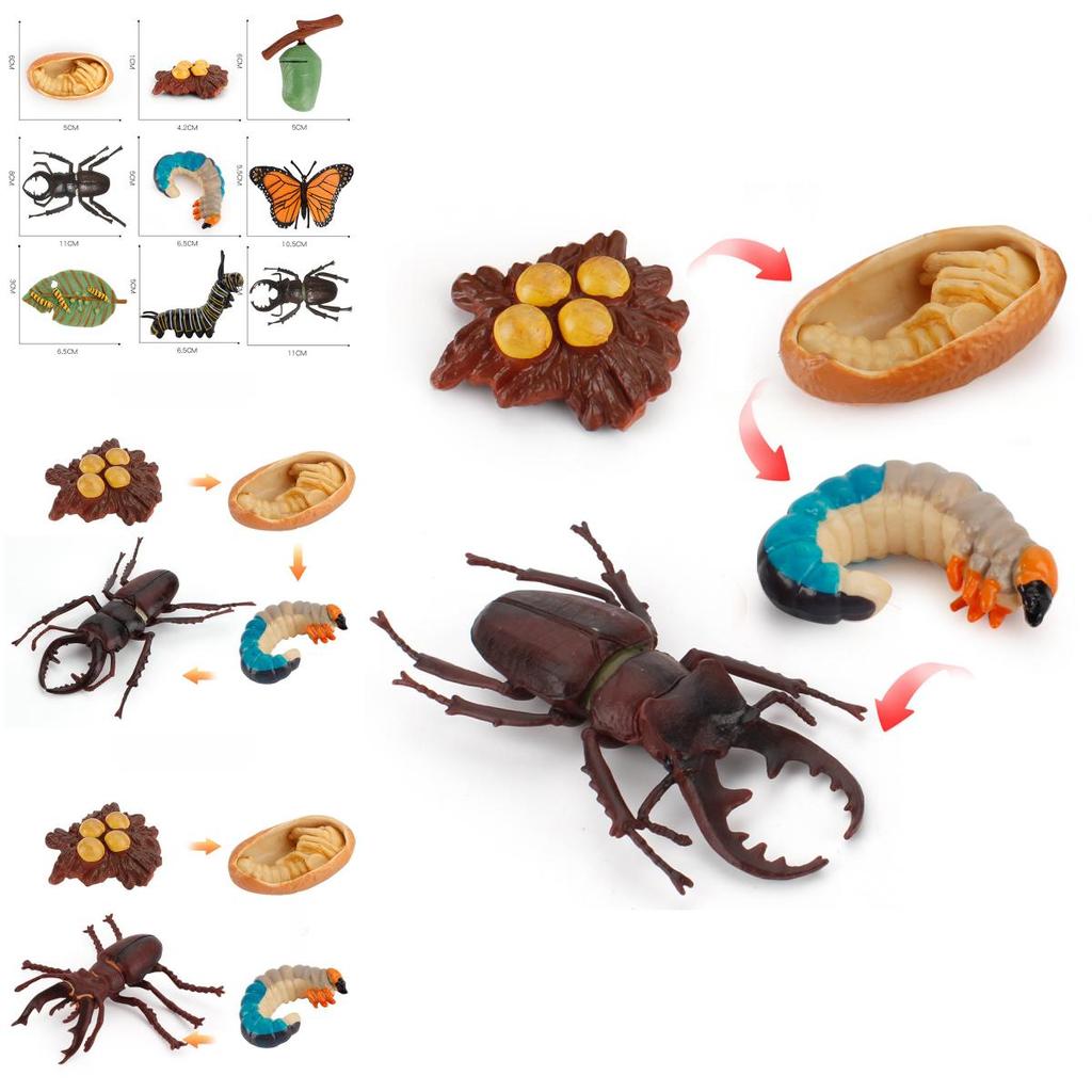 Butterfly Life Cycle Model Pvc Educational Toy For Science Learning