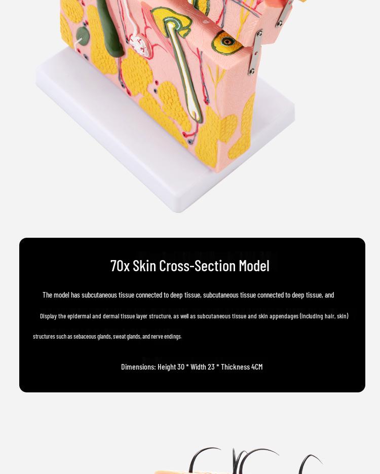 50x Magnified Human Skin Tissue Anatomical Model for Medical and Beauty Training