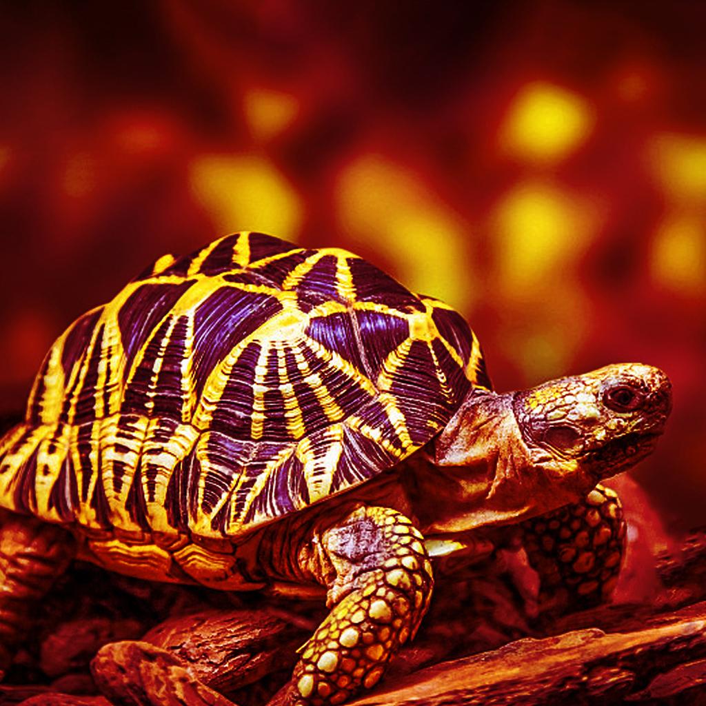 E27 Reptile Heating Bulb Warmer Heat Lamp Daylight 100W Red Infrared for Amphibians Turtle Hedgehogs Home Pet Supplies