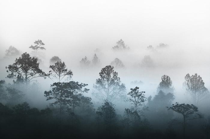 Photomural Forest In Fog Non-Woven 368x254