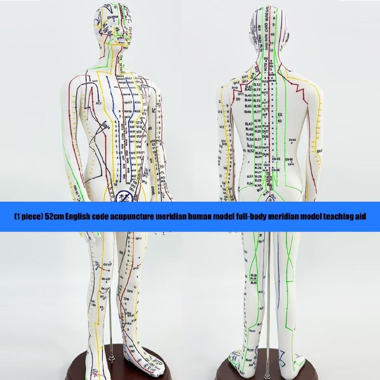 Model Uman pentru Practică de Acupunctură cu Puncte de Acupunctură și Meridiane Punct Model Masculin de Acupunctură Model Feminin de Acupunctură