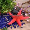 Starfish Aquarium Decoration - Multiple Colors for Fish Tank Simulation