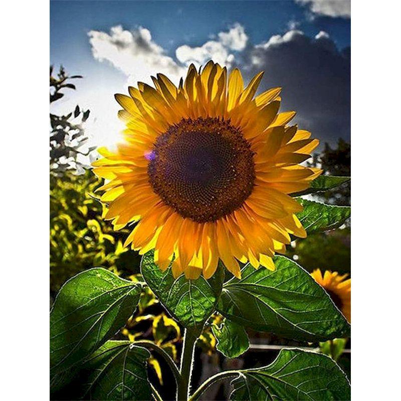 Full Diamond Embroidery Sunflower Diamond Mosaic Painting Kits Sunsetting Scenery Creative Hobbies Pictures Home Deco