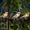 Solar Garden Lights Bird String Lights, Outdoor Waterproof Light, Warm Weatherproof Light Chain Glow LED for Patio Balcony Lawn Decor Celebration