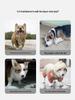 Four-Legged Dinosaur Dog Raincoat with 3D Tail – Waterproof for Medium & Large Breeds