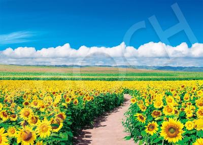 Epoch 500-teiliges Puzzle Sonnenblumenfeld leuchtet im blauen Himmel – Hokkaido (38x53cm) mit Kleber, Spachtel, Punktezettel