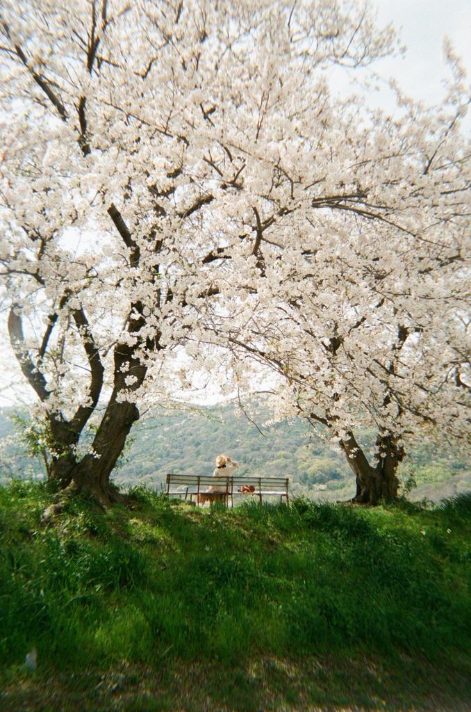 Set of 3 Disposable Cameras [1-SHOT] 27 Exposures [Includes Development and Smartphone Transfer]  Return by Post or Ship via LINE  Retro, Travel,