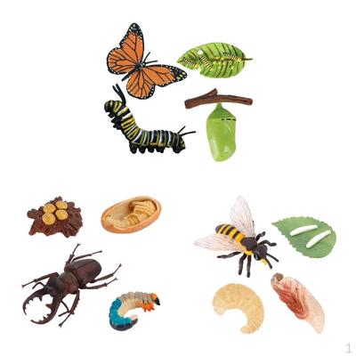 4 Stage Life Cycle Figure Model Playset Kids Child Learning Imagination Toys Teaching Aids
