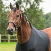 Protège-épaule de cheval Léger Couvre-cou de cheval Creature Gear Respirant Évacuant l'humidité