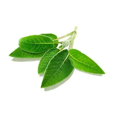 BIO-Toothpaste Herbal Mint Without Fluoride SANTE 75 Ml