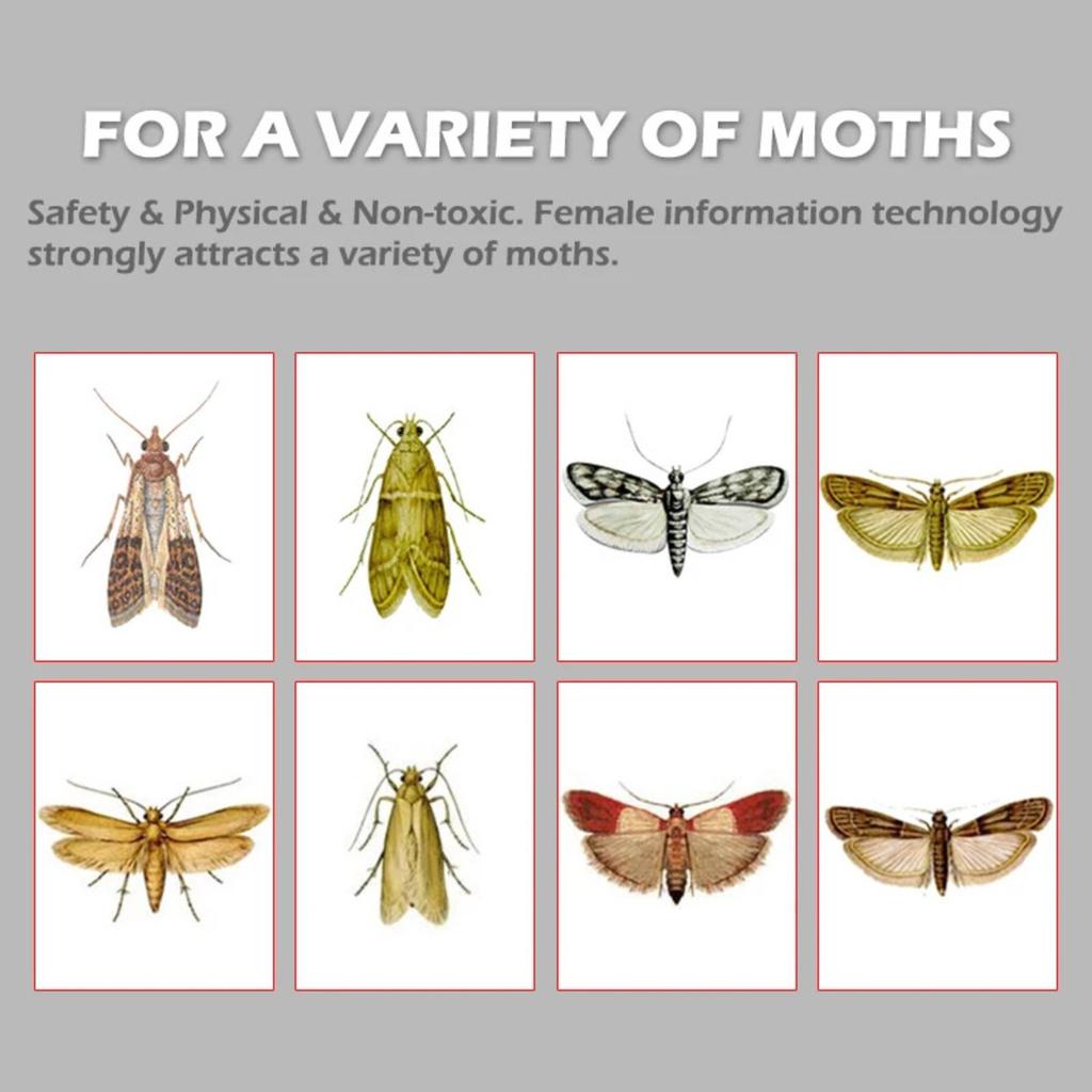 Moth Catching House Moth Trap Moth Trap Moth Catching House Moth House