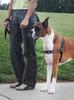 PetSafe Dog Harness Deluxe Easy Walk Harness Steel Silver x Black L Anti-Pull