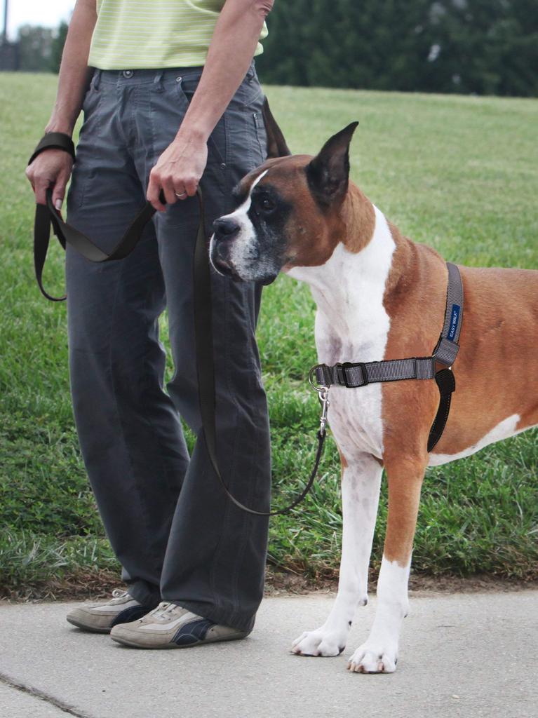 PetSafe Dog Harness Deluxe Easy Walk Harness Steel Silver x Black L Anti-Pull