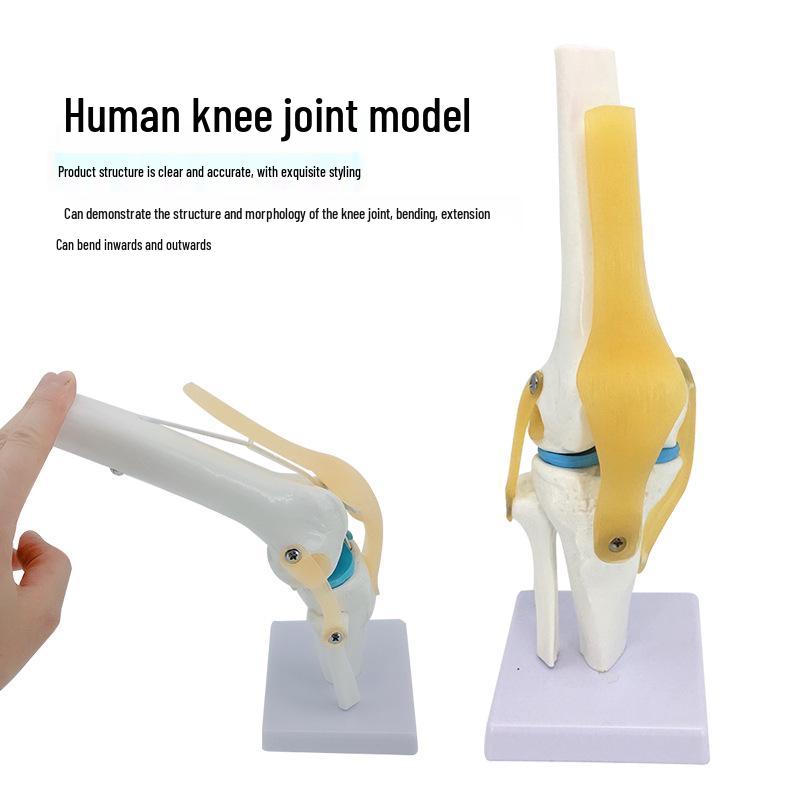 Functional Human Knee Joint Model with Meniscus and Cruciate Ligaments for Teaching