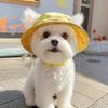 Adorable Ear-Revealing Sun Hat for Cats & Dogs – Perfect for Summer!