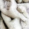 Luxuriöse Kunstfelldecke aus Fuchsfell – Hochwertige, weiche und flauschige Überwürfe aus Kunstfell für Sofa und Auto – Dicke, kuschelige und warme Winterdecke