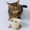 HARIO Nyan Pretall Cat Bowl, Tall and Easy To Eat (Beige)