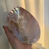 Large Natural Shell Decorative Plate for Jewelry Storage, Home Decor, Nordic Jewelry Background and Photo Props