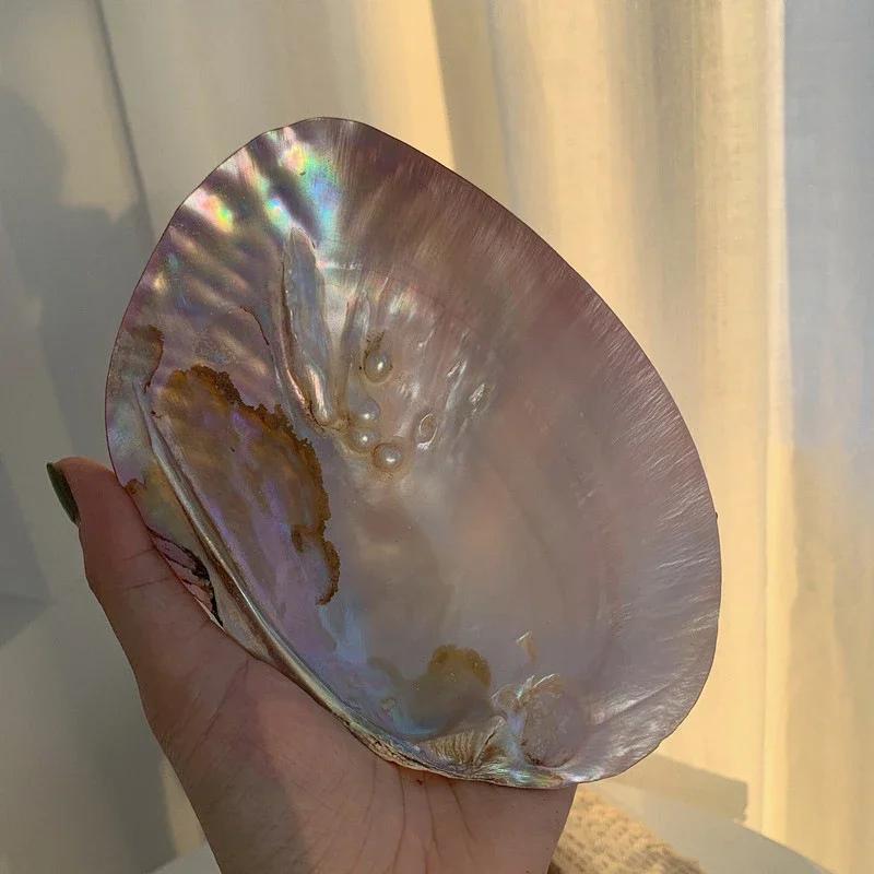 Large Natural Shell Decorative Plate for Jewelry Storage, Home Decor, Nordic Jewelry Background and Photo Props