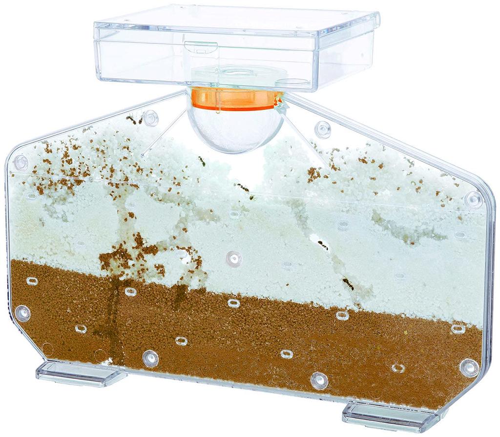 Gakken Science and Learning Ant House In Wonderland 6 and J750736 Presents (Ages Up)