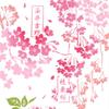 Miyamoto Towel Kenema Cherry Blossom Encyclopedia Hand Approximately 35 x 90 White (Miyamoto-towel) Towel, Pink, cm, 50178,