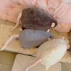 Large Mouse Plush Toy Realistic Rat Stuffed Animal Cute Mouse Plushie for Prank Gags Unique Gift for Rodent Lovers