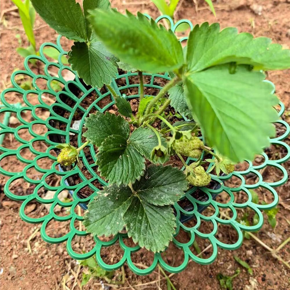 5 Stück Erdbeerpflanzenstützen mit 3 stabilen Beinen Erdbeer-Wachständer gegen Schimmel, Fäulnis, Schmutz Gartenzubehör