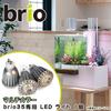 Brio 35 LED Bulb Light for Flowers, Multicolor