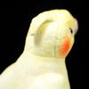 Cute Cockatiel Toy Yellow Bird Simulation Stuffed Plush Toys Nymphicus Hollandicus Kids Gift Lifelike Plush Dolls