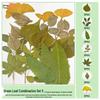 Handmade Pressed Flower Bookmark and Epoxy Sticker Pack with Real Leaf and Plant Specimens for DIY Face Makeup.