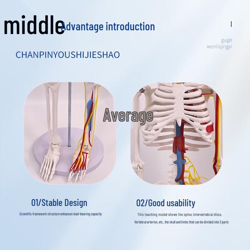 85CM Human Skeleton Model with Heart and Vessels