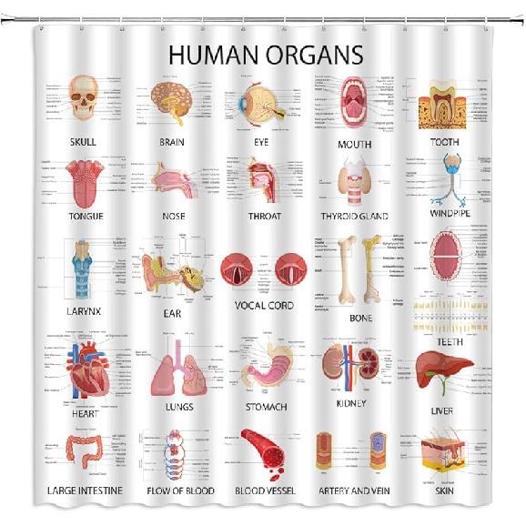 

Human Organs Shower Curtain Anatomy Organ Body Complete Chart Structures Life Medical Science Skull Eyes Nose White Fabric Bath Curtains Bathroom 70 W x 70 L (Pack of 1)