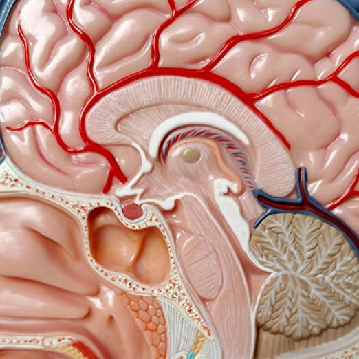 EVOTECH SCIENTIFIC Medical Education Model: Hemicephalic Superficial Nerve, Vascular, and Muscular Tissue Model - Anatomically Detailed Skull, Human H