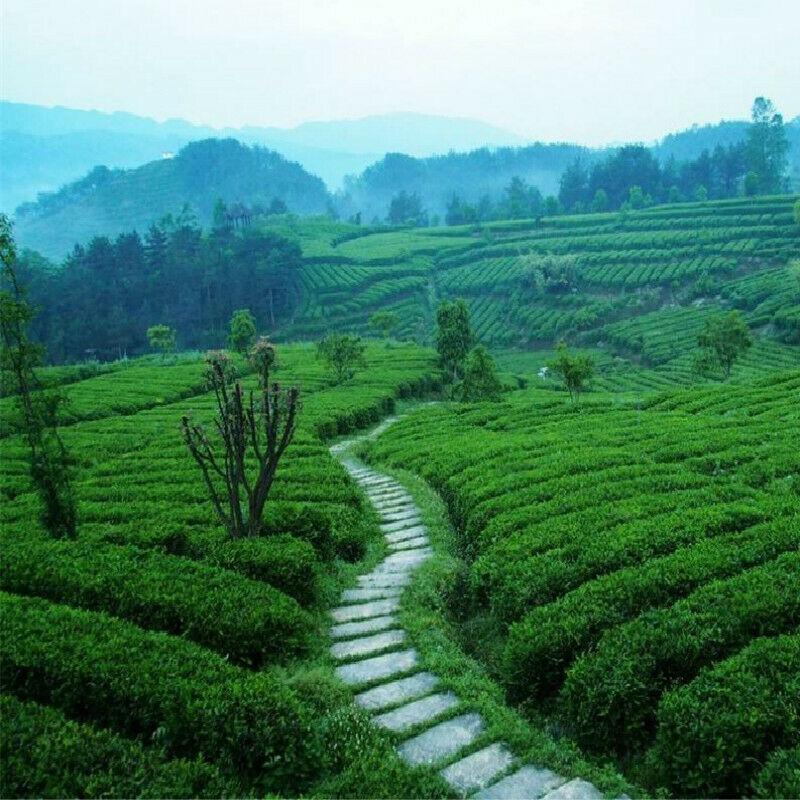 Органический чай Гуань Инь Улун 250 г Китайский зеленый чай Тегуаньинь Полезный напиток — фото 10