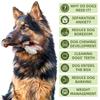 Cães – Brinquedos para cães