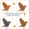 Rusty Bird Silhouette Patina Birds Decoration Metal Garden Ornaments Simulation Figurine Rustic Outdoor Patio Yard Adornment