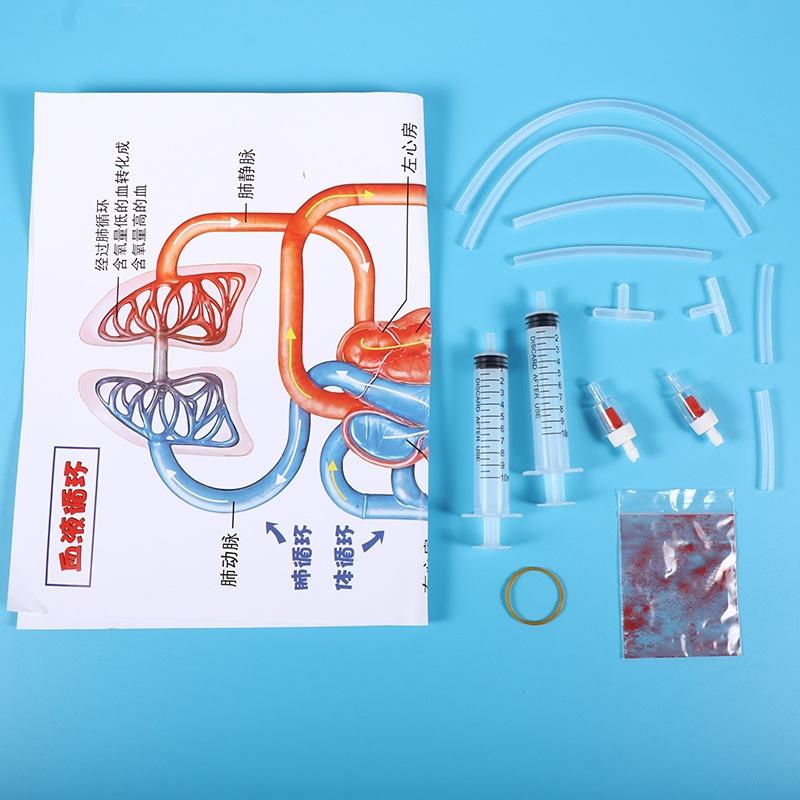 Human Body Circulatory System Model Diy Science Experiment Kit Kids Educational Toy For School Biology Teaching Learning