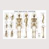 Menschliches Muskel-Skelett-System Anatomie Poster Menschliche Anatomie Medizinische Wanddekoration Medizinische Ausbildung Leinwandgemälde Wandaufkleber