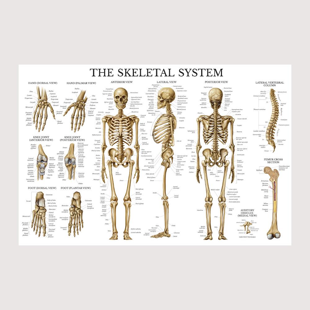 

Плакат Анатомия Опорно-двигательной системы человека Анатомия человека Медицинское украшение стены Медицинское образование Холст Живопись Наклейка на стену 20x30cm