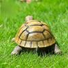 Resin Tortoise Statue Outdoor Garden Courtyard Decoration Cute Sea Turtle Model Figurine Animals Sculpture Home Farm Ornaments