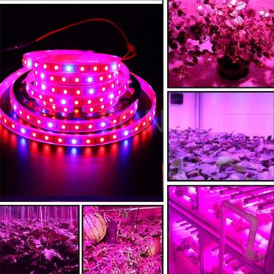 LED Grow Strip Light Full Spectrum 12V For Greenhouse Hydroponic Plant Growing LED Strip 5050 5m Flower Plant Phyto Growth Lamps