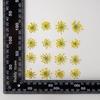 Snow Pearl Pressed Dried Flowers: Real Flowers for DIY and Teaching