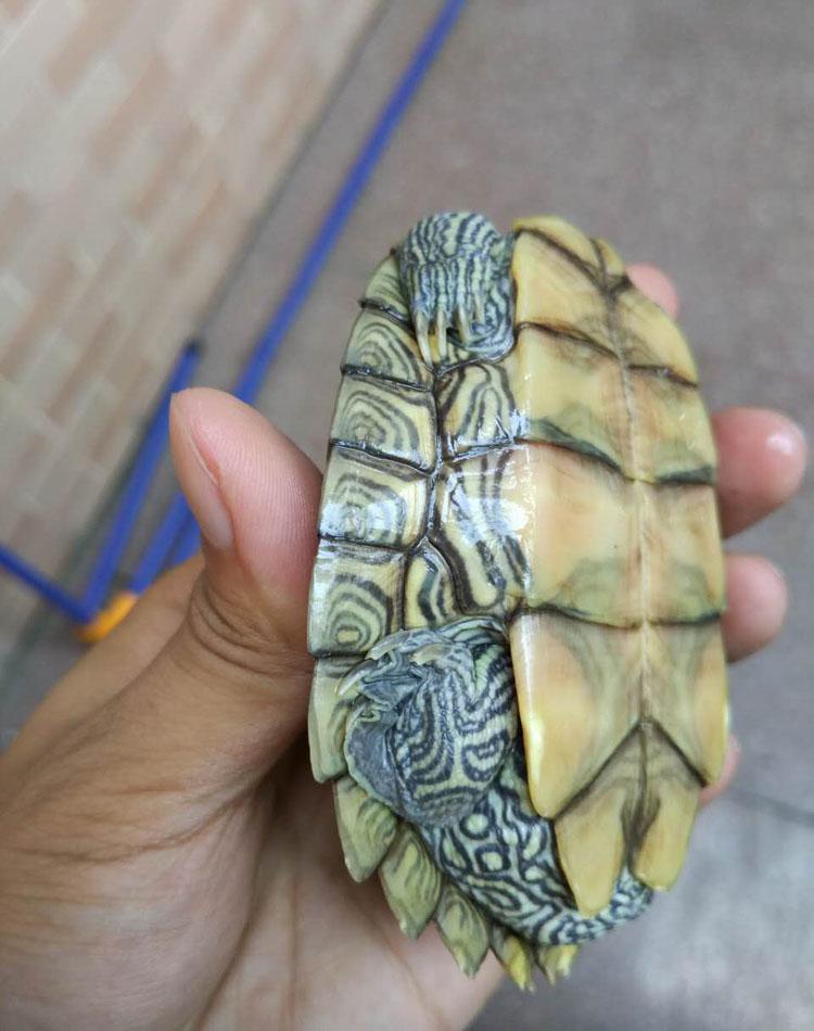 Mississippi Map Turtle Hatchlings - Outdoor Pond Pets, Small Deep Water Turtles, Internet Favorites