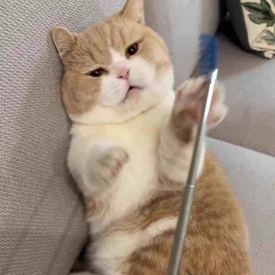 Retractable Back Scratcher Cat Teaser Wand 26" Extendable Head Back Legs Scratch Tool Interactive Toy for Playful Kitties