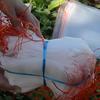 20Pcs Insect-proof Fruit Protection Bags Plants Grow Bag  Garden Greenhouse Supplies
