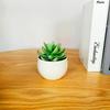 Simulated Succulent Bonsai Pot With Lightweight Pvc For Home Office Interior Design